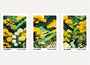 Kusama spring landscape poster set of 3 with yellow and green colors, Japanese floral nature wall art composition